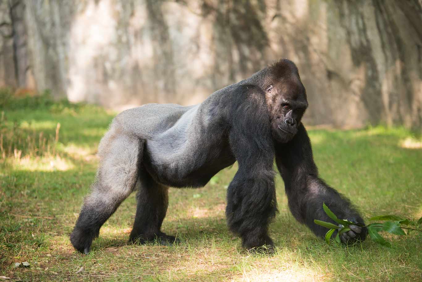 gorilla 2